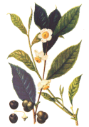 Tee Produkte Pflanze