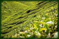 Tee Produkte Plantage