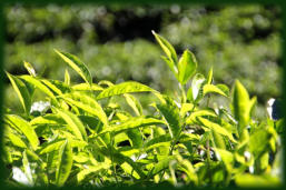 Tee Pflanze